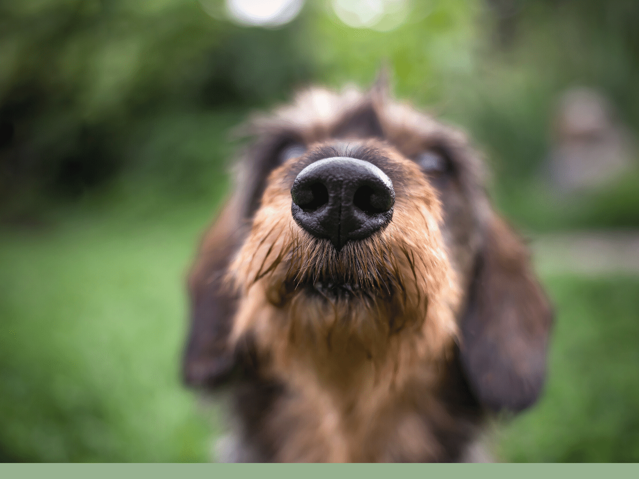 dog nose sniffing prey