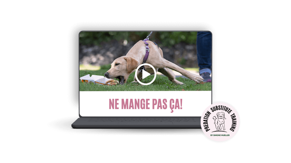 _French Webinar Hoover Dogs Mockup