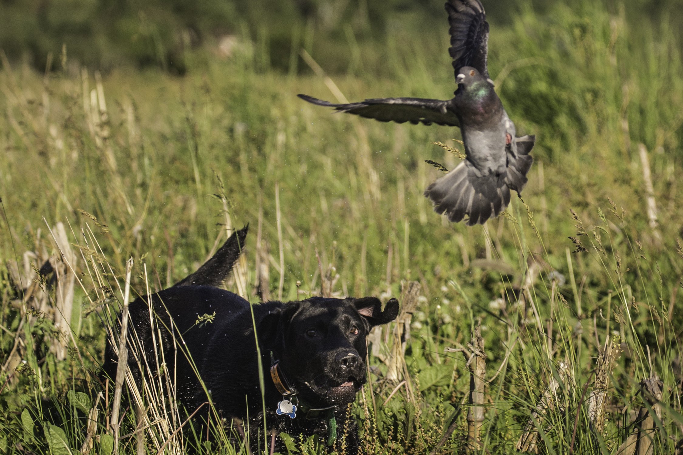 Chien poursuivant un pigeon